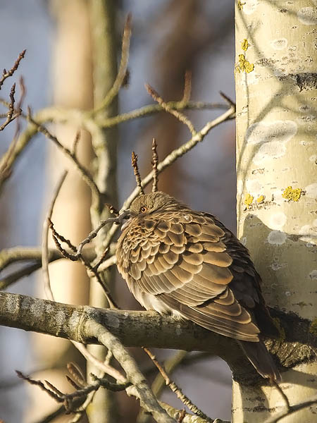 Idänturturikyyhky, Oriental Turtle Dove, Streptopelia orientalis